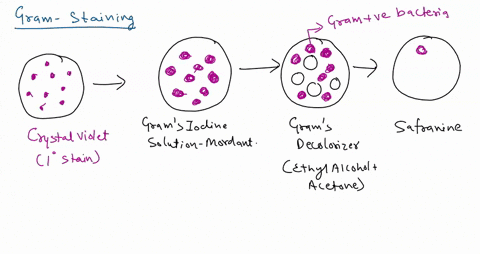 ex-3-6-gram-stamn-observations-and-interpretations-record-your-observations-in-the-chart-below-cellular-morphology-and-arrangement-include-detailed-sketch-few-representative-cells-mention-th-69824