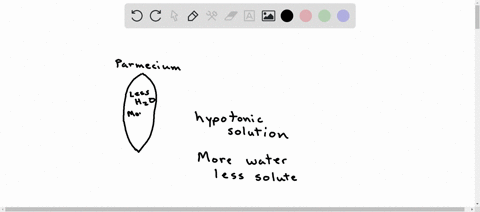 the-diagram-below-shows-single-celled-organism-called-paramecium-which-lives-in-freshwater-environments-this-organism-contains-a-specialized-organelle-called-contractile-vacuole-which-pumps-05344