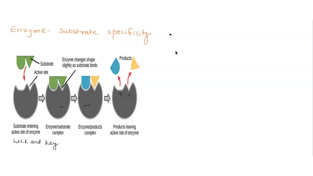 SOLVED Explain why type of functional groups on a substrate can be