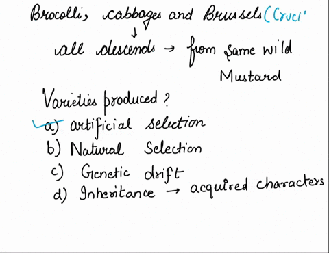 16-broccoli-cabbages-and-brussels-sprouts-all-descend-from-the-same-wild-mustard-and-can-still-interbreed-these-varieties-were-produced-by-a-artificial-selection-b-natural-selection-c-geneti-56343