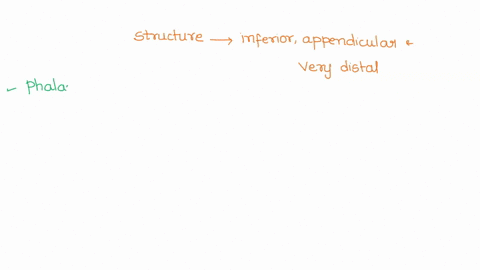 name-a-structure-that-is-inferior-appendicular-and-very-distal-07098