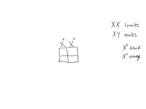 coat-color-in-cats-is-determined-by-genes-at-several-different-loci-at-one-locus-on-the-x-chromoso-3-36514