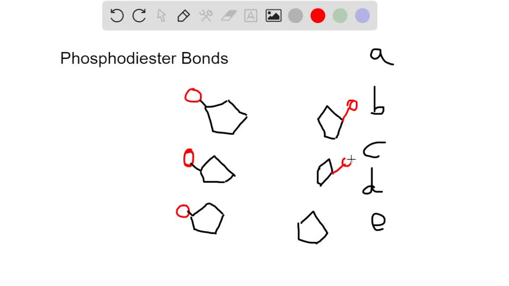 SOLVED In DNA, where do the bonds occur that hold the nucleotide