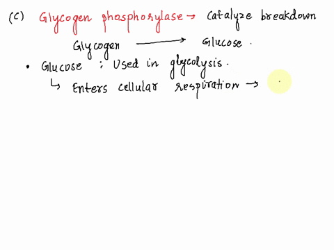 c-explain-why-an-increase-in-the-cell-glycogen-phosphorylase-activity-might-resut-i-aincreasa-natp-pedictah-d-researchers-claim-that-even-in-the-presence-of-high-levels-of-glucagon-and-the-a-36765