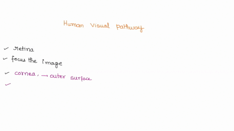 describe-the-anatomy-of-the-human-visual-pathway-that-will-relay-signals-from-the-retina-to-the-brain-include-the-role-of-photoreceptors-in-this-description-96346