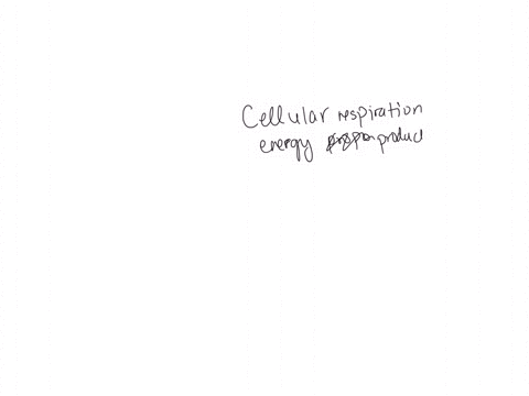 which-organelle-is-responsible-for-cellular-respiration-and-energy-production-a-nucleus-b-golgi-apparatus-c-mitochondria-d-endoplasmic-reticulum