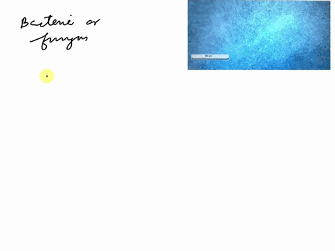 blackboard-uafs-edu-myuafs-students-homg-x-202101_biol25o1oe3-take-test-virtual-lab-assignme-bacterium-bfungus-click-save-and-submit-to-save-d-submit-click-save-all-answers-to-save-all-answe-48783