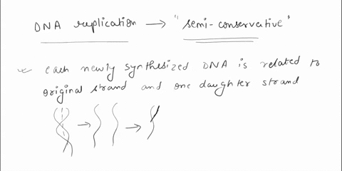 1-place-the-letters-in-the-correct-order-for-dna-replication-a-b-c-___-a-daughter-strands-are-formed-using-complementary-base-pairing-b-dna-unwinds-c-the-dna-of-the-daughter-strands-winds-to-48264
