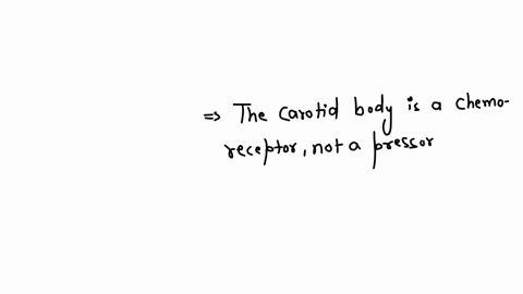 according-to-the-anatomy-of-blood-vessels-in-the-neck-all-are-true-except-a-common-carotid-artery-at-the-upper-border-of-the-thyroid-cartilage-it-divides-into-the-external-8-internal-carotid-arteries