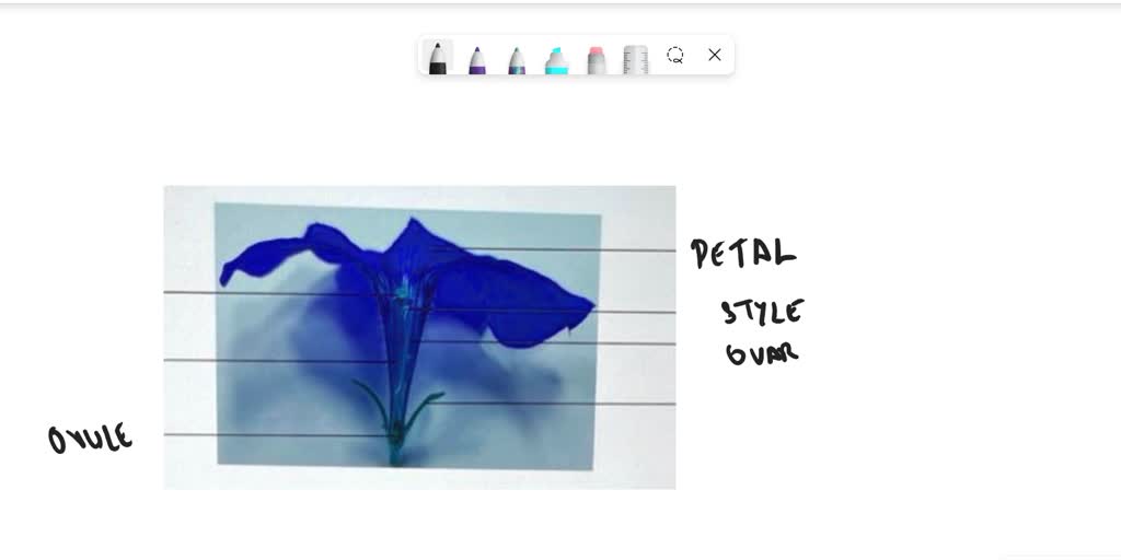 SOLVED Using your knowledge of flower structure from flower = parts In