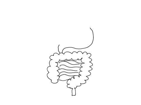 what-is-the-first-type-of-macromolecule-that-is-broken-down-by-enzymes-in-the-human-digestive-tract-32738
