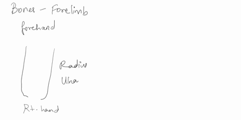 question-14-in-anatomical-positionthe-ulna-is-adistal-obmedial-cproximal-odlateral-to-the-radius-question15-what-part-of-the-femur-articulates-with-the-tibia-to-form-the-knee-joint-oamedial-41714