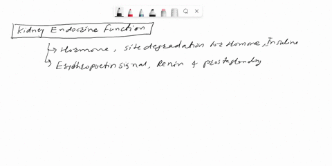 which-of-the-following-is-an-endocrine-function-of-the-kidney-can-reduce-hunger-suppress-the-appetitie-through-the-production-of-leptin-can-help-regulate-water-balance-in-the-body-by-adjusti-89117