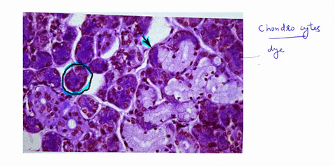 identify-the-cells-that-are-circled-in-this-specimen-another-example-is-indicated-by-an-arrow-44423