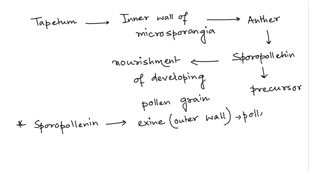 Solved Explain The Role Of Tapetum In The Formation Of Pollen Grain Wall