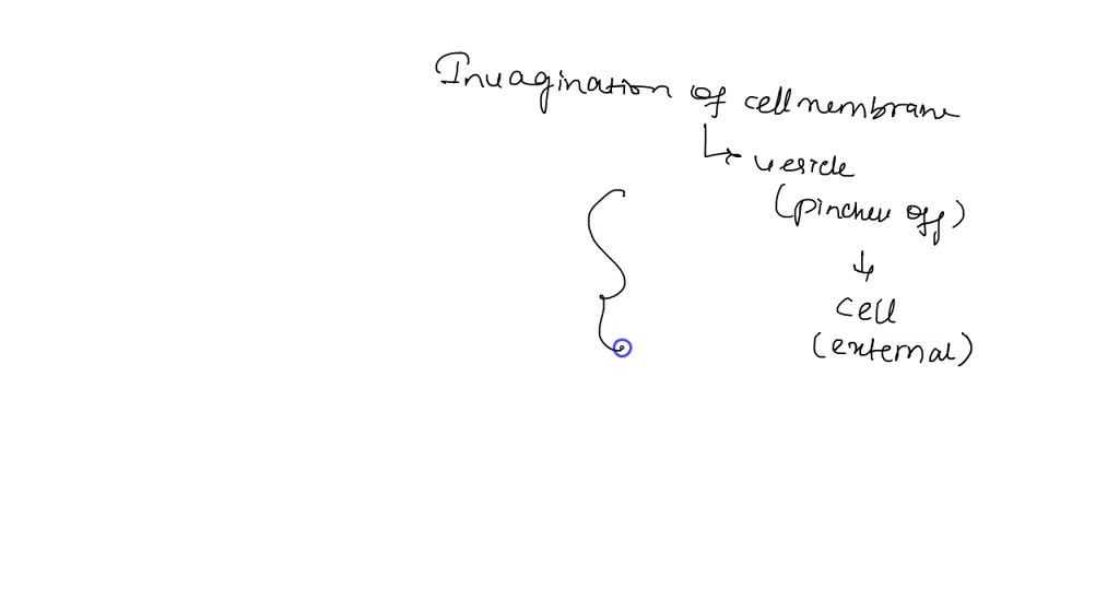 SOLVED: What is the invagination of the cell membrane, forming a ...