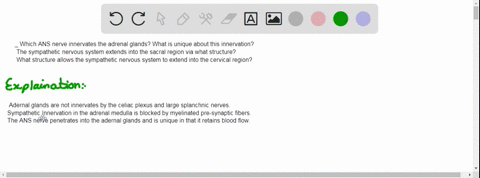 3_-which-ans-nerve-innervates-the-adrenal-glands-what-is-unique-about-this-innervation-the-sympathetic-nervous-system-extends-into-the-sacral-region-via-what-structure-what-structure-allows-26627