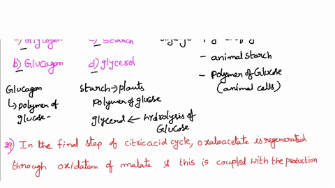28-which-of-the-following-polymers-of-glucose-is-used-as-a-vehicle-to-store-energy-reserves-in-animal-cells-a-glycogen-starch-6-glucagon-glycerol-29-in-the-final-step-of-the-citric-acid-cycl-82668