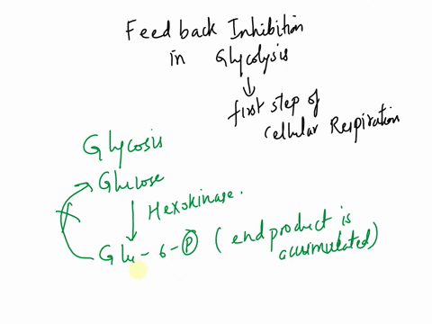 how-does-feedbacj-inhibitation-control-glycolysis-what-are-the-inhibitors-activators-96169