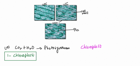 diffusion-and-osmosis-plasmolysis-elodea-leaf-in-10-saline-0-minute-2-minutes-5-minutes-figure-5-elodea-cells-before-and-after-treatment-with-0-sodium-chloride-40ox-magnification-question-wh-94717