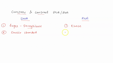 compare-and-contrast-the-structure-of-dna-and-rna-briefly-describe-point-out-three-differences-between-dna-rna-47373