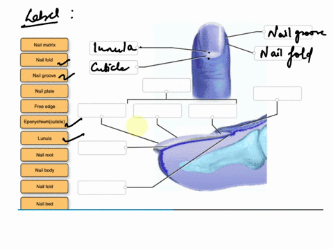 drag-the-proper-term-to-the-box-that-indicates-that-part-of-the-image-nail-matrix-nail-fold-nail-groove-nail-plate-free-edge-eponychiumcuticle-lunula-nail-root-nail-body-nail-fold-nail-bed-23952