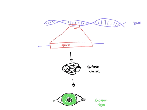 what-is-a-genotype-what-is-the-difference-between-genotype-and-phenotype-31597