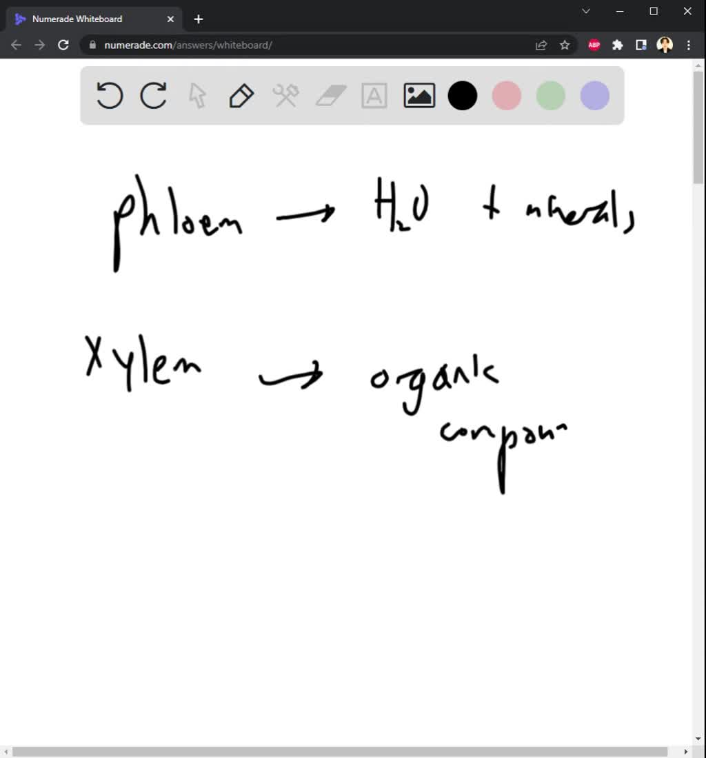 SOLVED phloem transports water and minerals; Xylem transports most