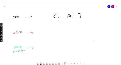 question-21-2-pts-if-the-dna-code-is-cat-what-will-be-the-nitrogen-base-sequence-of-the-anti-codon-found-on-the-trna-for-this-portion-of-the-gene-during-translation-cau-uac-gua-gta-53027