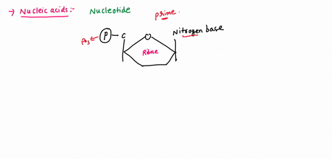 single-strands-of-nucleic-acids-are-directional-meaning-that-there-are-two-different-ends-what-funct-03506
