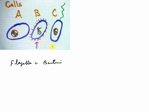 create-a-cladogram-phylogenetic-tree-of-the-following-cells-a-b-and-glls-a-18548