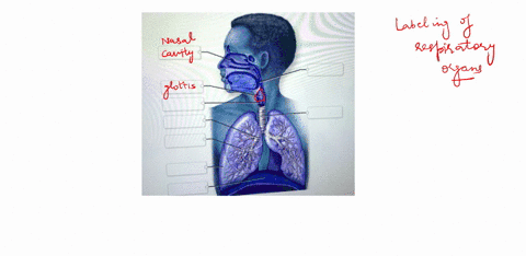 correctly-label-the-following-structures-of-the-respiratory-tract-place-your-cursor-on-ihe-boxes-for-more-information-nasal-cavty-bronchiole-glottis-trachea-diaphragm-larynx-pharynx-bronchus-99758
