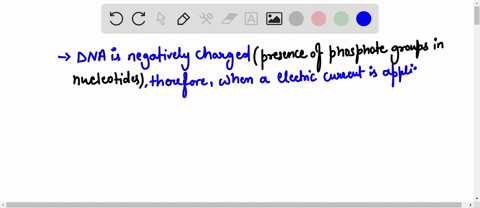 during-agarose-gel-electrophoresis-why-does-dna-move-through-the-gel-when-electric-current-is-applied-because-dna-is-negatively-charged-because-a-charged-chemical-from-the-loading-buffer-is-52476