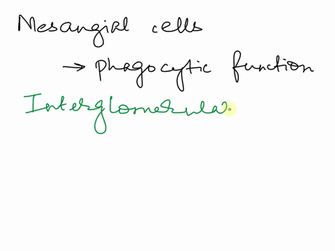 describe-the-phagocytic-function-of-mesangial-cells-18642