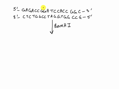 bamh1-for-instance-is-a-commonly-used-restriction-endonuclease-with-the-recognition-and-site-and-cleavage-pattern-bamh1-recognition-site-5-ggatcc-3-bamh1-cleavage-pattern-5-ggatcc-3-5-cctagg-80291