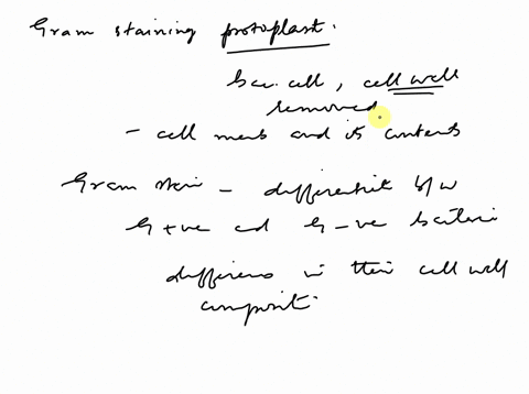 what-color-would-a-protoplast-be-if-you-gram-stain-it-it-wont-be-either-colorless-or-purple-37128