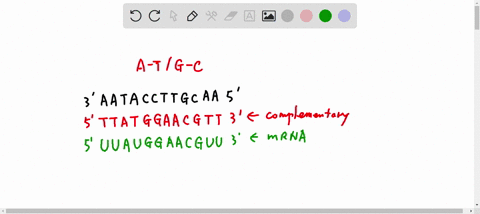 transcriptiontranslation-hornework-the-order-of-bases-on-the-terplate-strand-of-dna-a-gene-is-3-aataccttgcaa-5-this-segment-of-dna-is-from-the-beginning-of-a-gene-5-pts-what-is-the-sequence-88366