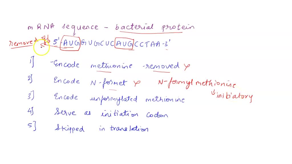 SOLVED: QUESTION 10 bacterial protein is encoded by the following mRNA ...