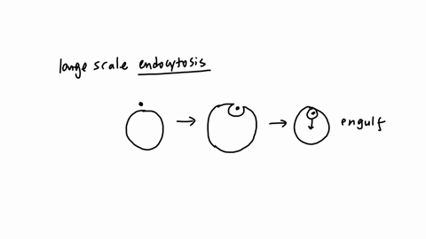 qquad-is-a-large-scale-version-of-endocytosis-where-large-macromgleoules-or-even-entire-microsicopic-onganisms-are-enculted-and-eaten-by-another-cell-choose-one-a-exocytosis-b-osmosis-c-pinocytosls-d