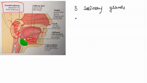 record-the-3-types-of-salivary-glands-as-shown-in-the-model-to-the-right-note-the-iocation-of-each-pamtd-eolivaty-gland-lies-front-ofth-salivary-duct-opens-into-the-cheek-tongue-moves-food-j-51371
