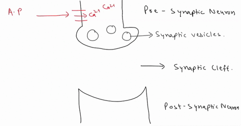 describe-the-mechanism-of-action-of-a-chemical-synapse-how-are-action-potentials-propagated-at-a-chemical-synapse-also-briefly-describe-the-mechanism-of-action-of-antipsychotic-medications-u-94014