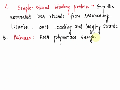 describe-the-function-of-each-of-the-following-enzymes-in-dna-replication-and-determine-whether-they-are-used-on-the-leading-strand-the-lagging-strand-or-both-single-strand-binding-protein-p-28183