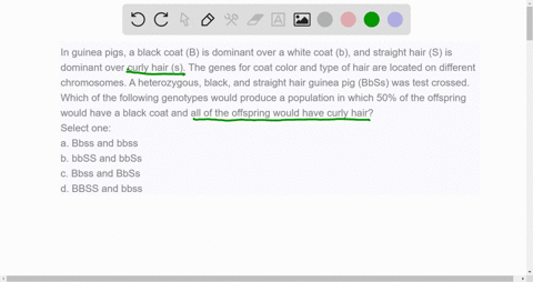 in-guinea-pigs-a-black-coat-b-is-dominant-over-a-white-coat-b-and-straight-hair-s-is-dominant-over-curly-hair-s-the-genes-for-coat-color-and-type-of-hair-are-located-on-different-chromosomes-38355