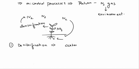 what-are-the-main-microbial-processes-that-return-nz-gas-back-to-the-atmosphere-nitrogen-fixation-and-denitrification-annamox-and-nitrogen-fixation-annamox-and-nitrification-annamox-and-deni-11646