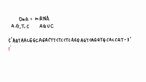 transcribe-the-following-dna-sequence-from-hba-record-your-answer-to-submit-for-grading-dna-sequence-5-agt-aac-ggc-aga-ctt-ctc-ctc-agg-agt-cag-gtg-cac-cat-3-mrna-sequence-aug-nucleotides-c-g-00696