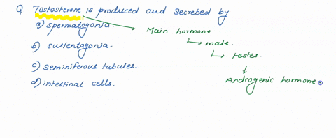 testosterone-is-produced-and-secreted-by-a-spermatogonia-b-sustentacular-cells-c-seminiferous-tubu-3-82995