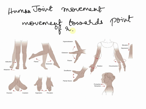 the-action-movement-towards-the-point-of-reference-is-called-a-abduction-b-flexion-adduction-d-extension-85838
