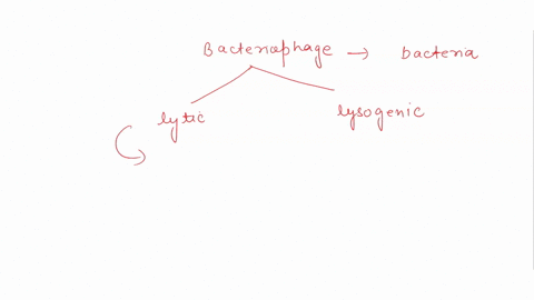 which-of-the-following-statements-is-false-concerning-the-life-cycle-of-a-bacteriophage-select-one-a-in-the-lytic-cycle-new-phage-are-produced-and-released-into-the-environment-b-in-the-lyso-76533