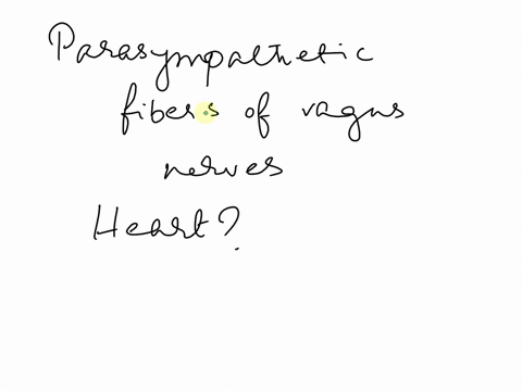 the-parasympathetic-fibers-of-the-vagus-nerve-slow-the-heartbeat-increase-the-force-of-cardiac-contractions-o-speed-up-the-heartbeat-odecrease-the-force-of-cardiac-contractions-98258