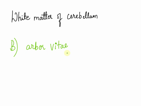 the-white-matter-of-the-cerebellum-forms-the-a-flocculonodular-lobe-b-arbor-vitae-c-folia-d-vermis-e-pyramid-94197